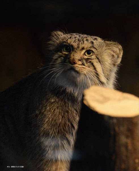 マヌルネコカレンダー
