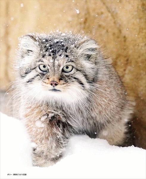 マヌルネコカレンダー