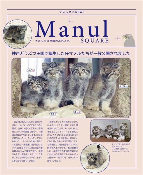 マヌルネコカレンダー