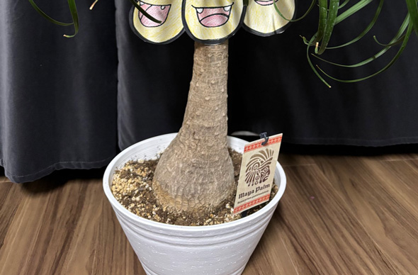 夫 相談なし 観葉植物 買ってきた ナッシー ポケモン アローラのすがた