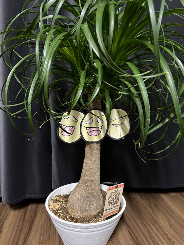 夫 相談なし 観葉植物 買ってきた ナッシー ポケモン アローラのすがた