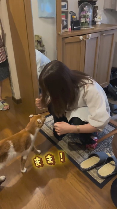 飼い主さんと再会して喜ぶ猫ちゃん
