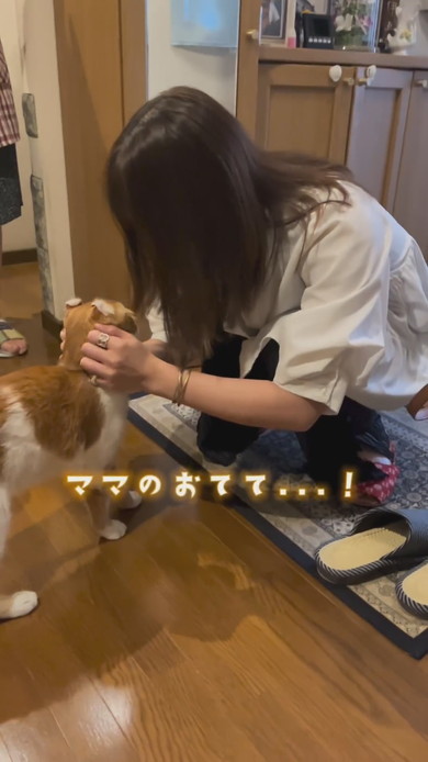 飼い主さんと再会して喜ぶ猫ちゃん
