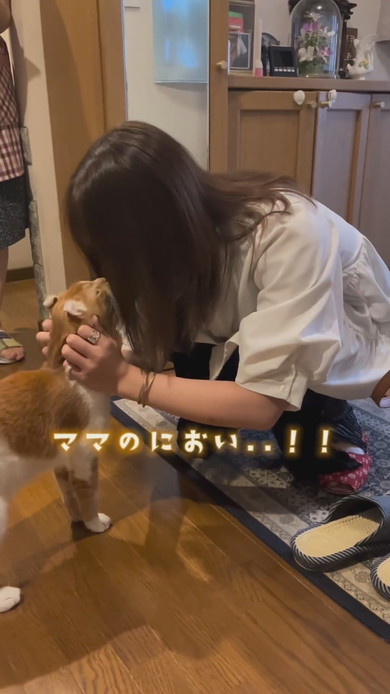 飼い主さんと再会して喜ぶ猫ちゃん
