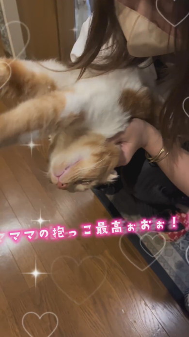 飼い主さんと再会して喜ぶ猫ちゃん