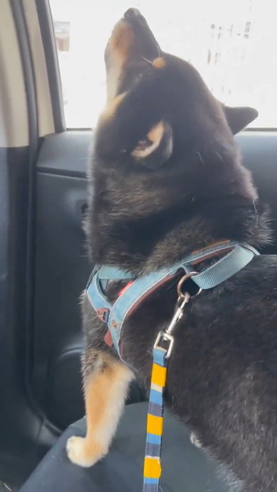 動物病院へ行くのだと悟った黒柴ワンコ