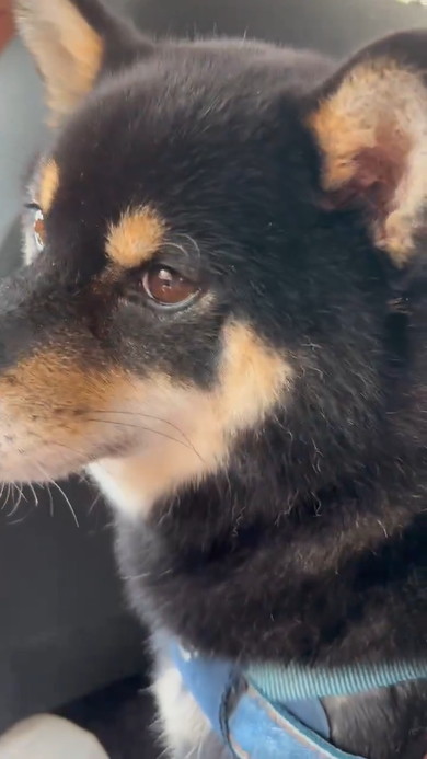 動物病院へ行くのだと悟った黒柴ワンコ