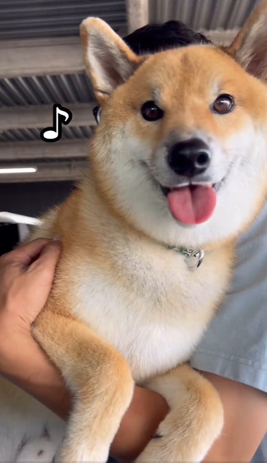 パパに抱っこされるワンコ