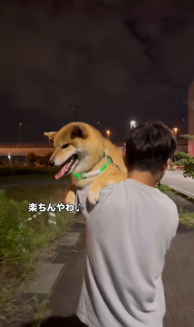パパに抱っこされるワンコ