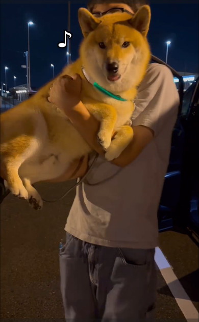 パパに抱っこされるワンコ