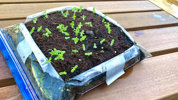 フリーザーバッグで春菊栽培