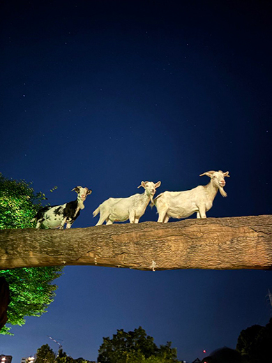 3匹のヤギが丸太を渡る