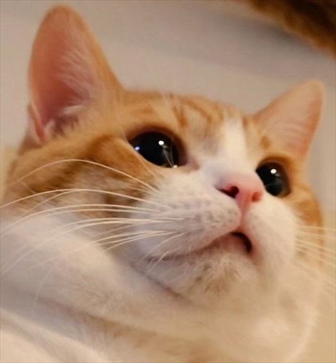 猫の目ってこんなに変わる