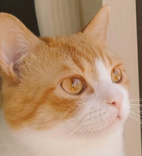 猫の目ってこんなに変わる