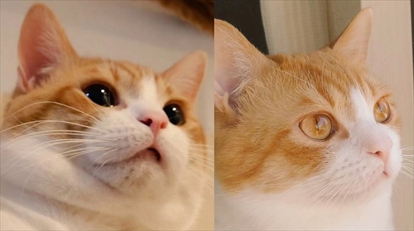 猫の目ってこんなに変わる