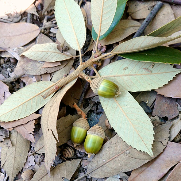 緑のどんぐり