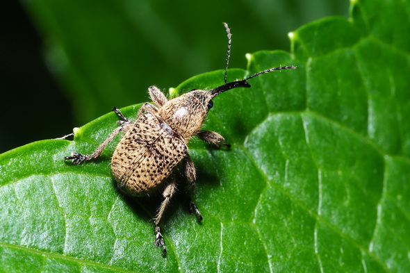 ハイイロチョッキリ