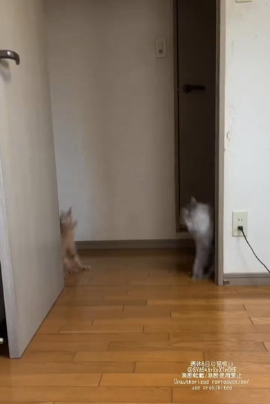 正面衝突を回避する猫ちゃんたち