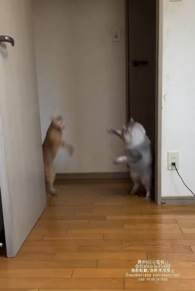 正面衝突を回避する猫ちゃんたち