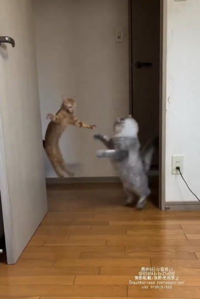 正面衝突を回避する猫ちゃんたち