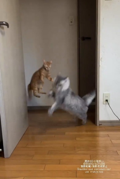 正面衝突を回避する猫ちゃんたち