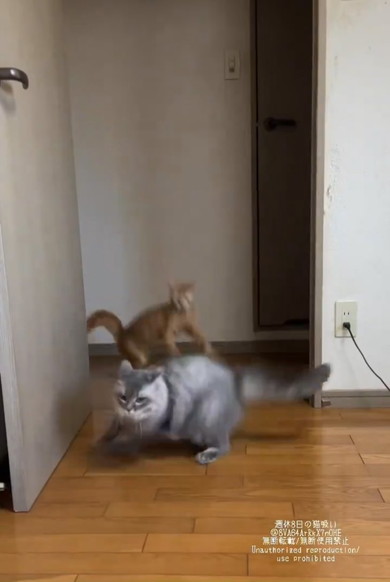 正面衝突を回避する猫ちゃんたち