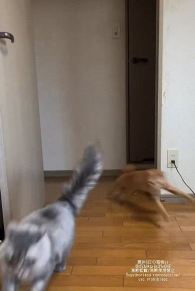 正面衝突を回避する猫ちゃんたち