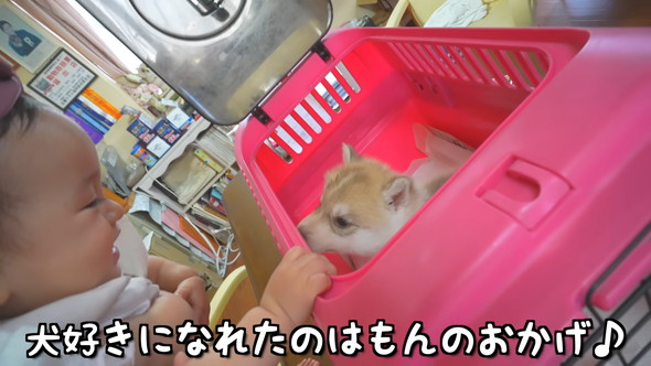 赤ちゃんと赤ちゃんハスキーワンコの触れ合い