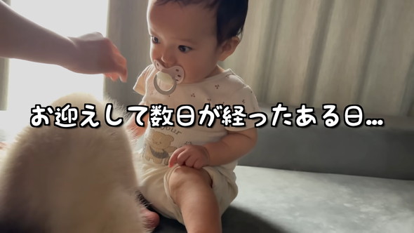 赤ちゃんと赤ちゃんハスキーワンコの触れ合い