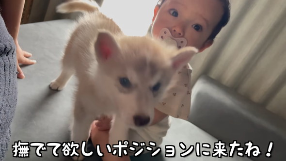 赤ちゃんと赤ちゃんハスキーワンコの触れ合い
