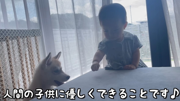 赤ちゃんと赤ちゃんハスキーワンコの触れ合い