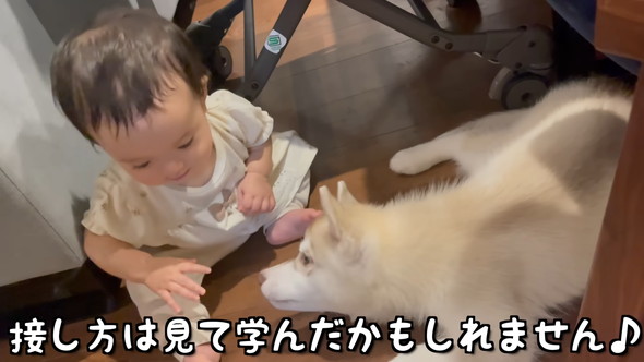 赤ちゃんと赤ちゃんハスキーワンコの触れ合い