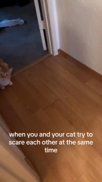 飼い主さんを待ち構える猫