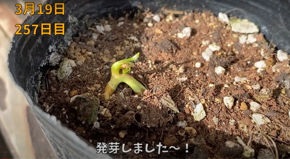 食べた桃の種を植えて4年後