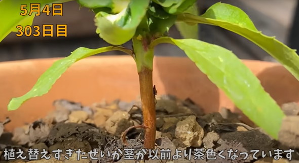 食べた桃の種を植えて4年後