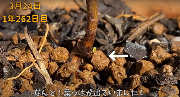 食べた桃の種を植えて4年後