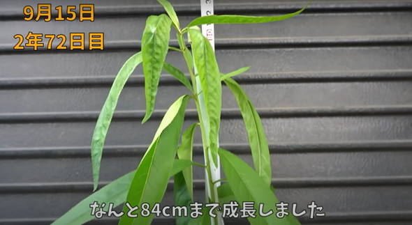 食べた桃の種を植えて4年後