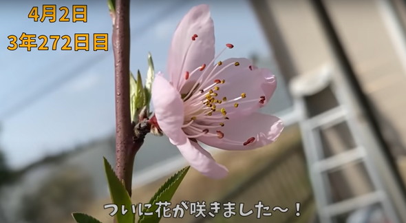 食べた桃の種を植えて4年後