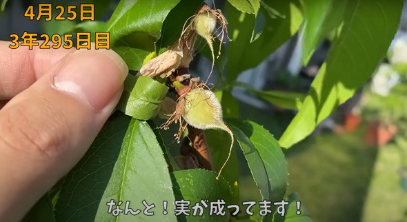 食べた桃の種を植えて4年後