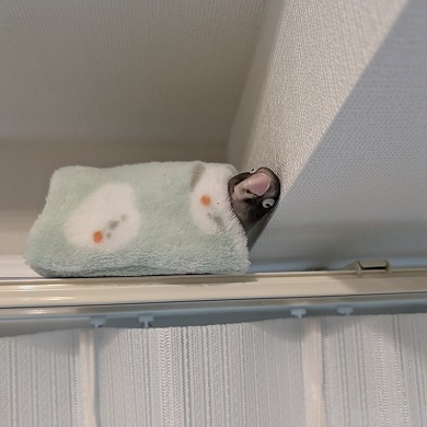 別荘のバードテントの中で思い切りくつろぐブルーボタンインコの寝姿