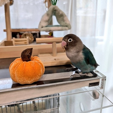 カボチャのぬいぐるみを見つめるブルーボタンインコ