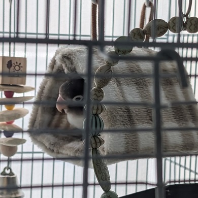 バードテントに入ってくつろぐブルーボタンインコ