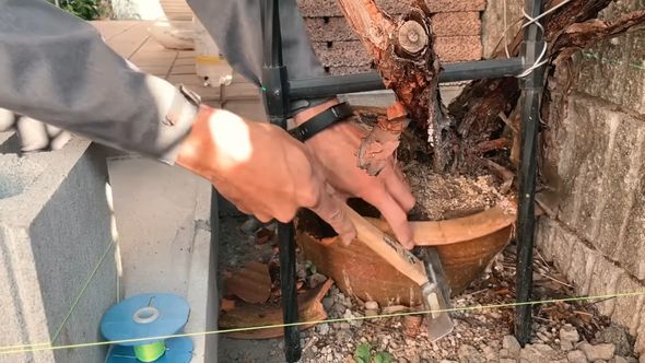 鉢を壊してバラの周囲を花壇にする