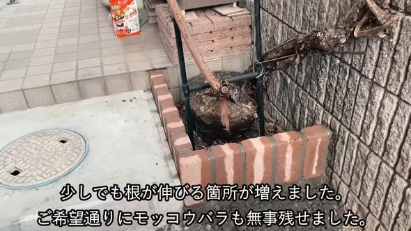 鉢を壊してバラの周囲を花壇にする