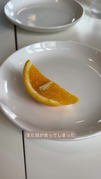 レストランで見かけたオレンジを種から育てていく