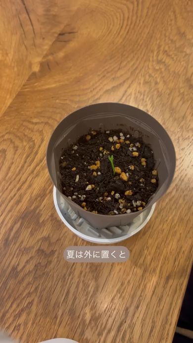 レストランで見かけたオレンジの種から出てきた芽