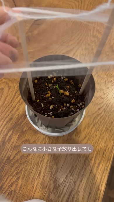 オレンジの芽に防虫のため排水ネットをかける