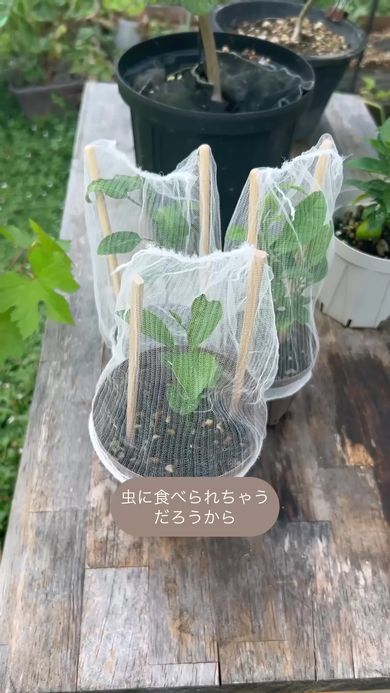 排水ネットの下でどんどん育っていくオレンジの苗