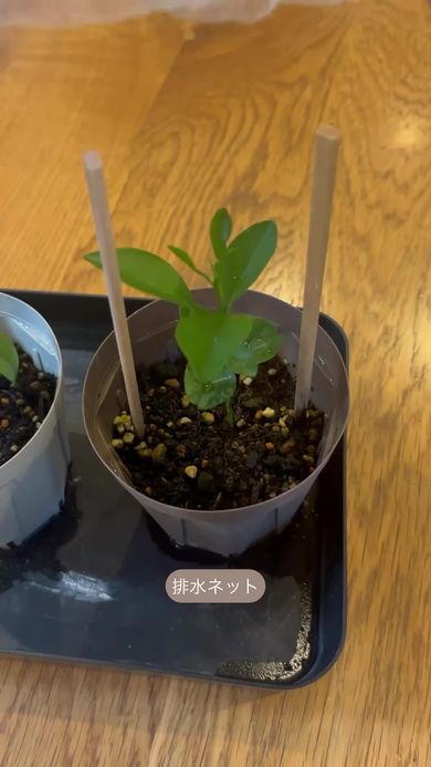 排水ネットの下でどんどん育っていくオレンジの苗