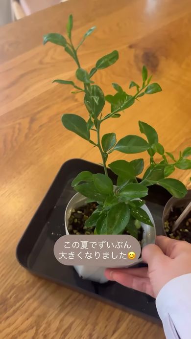 種から育てたスダチの苗木